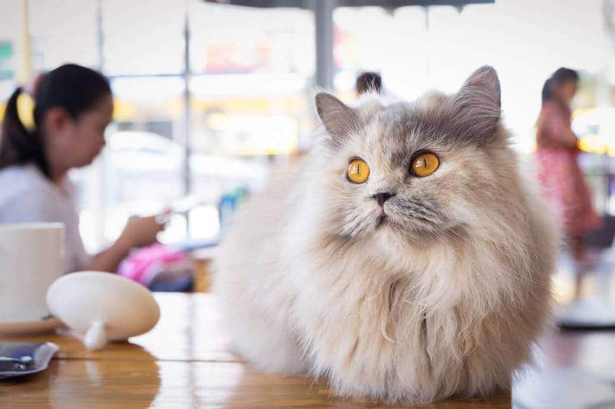 tipos de gatos