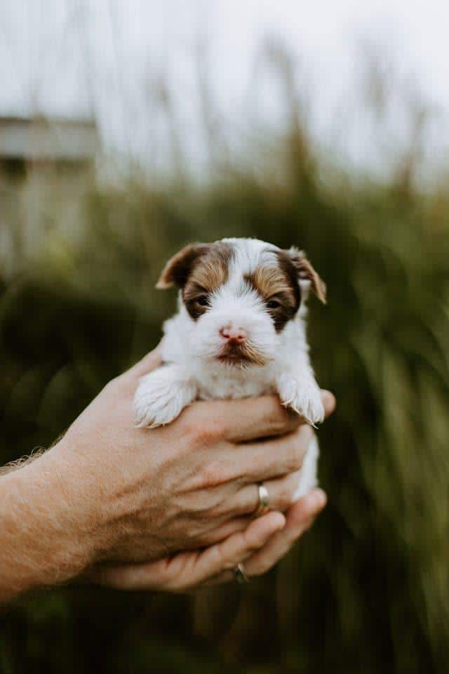 cachorro recien nacido en manos