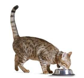 gato comiendo de un plato