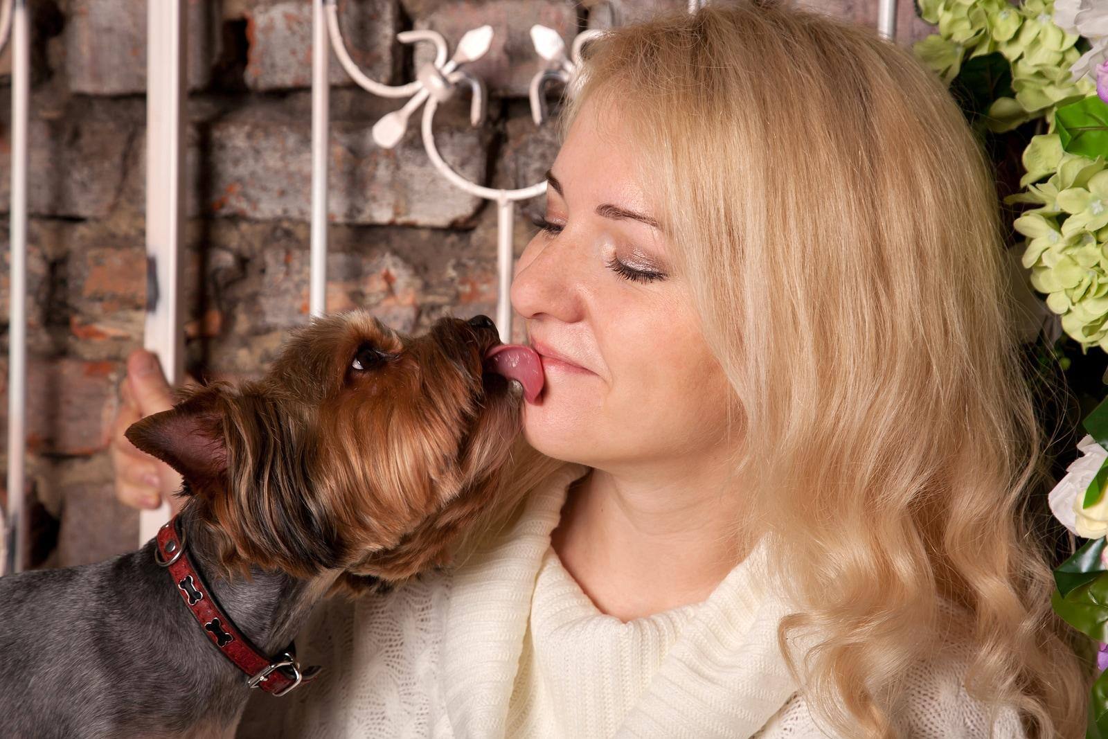 Yorkie in red collar licks a blonde woman on the face.