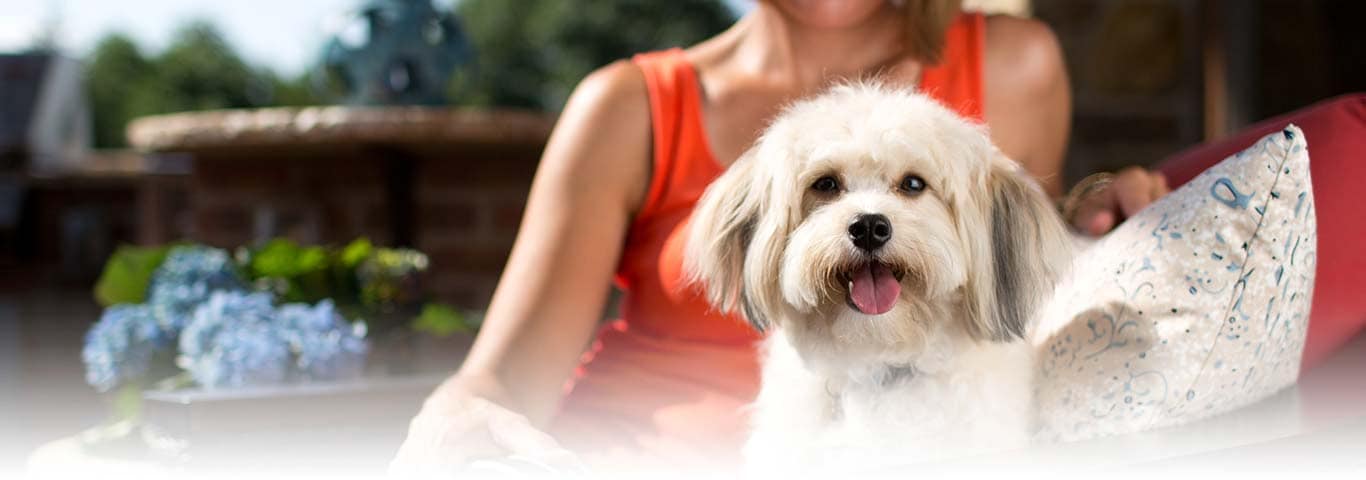 Foto de un perro Shih Tzu