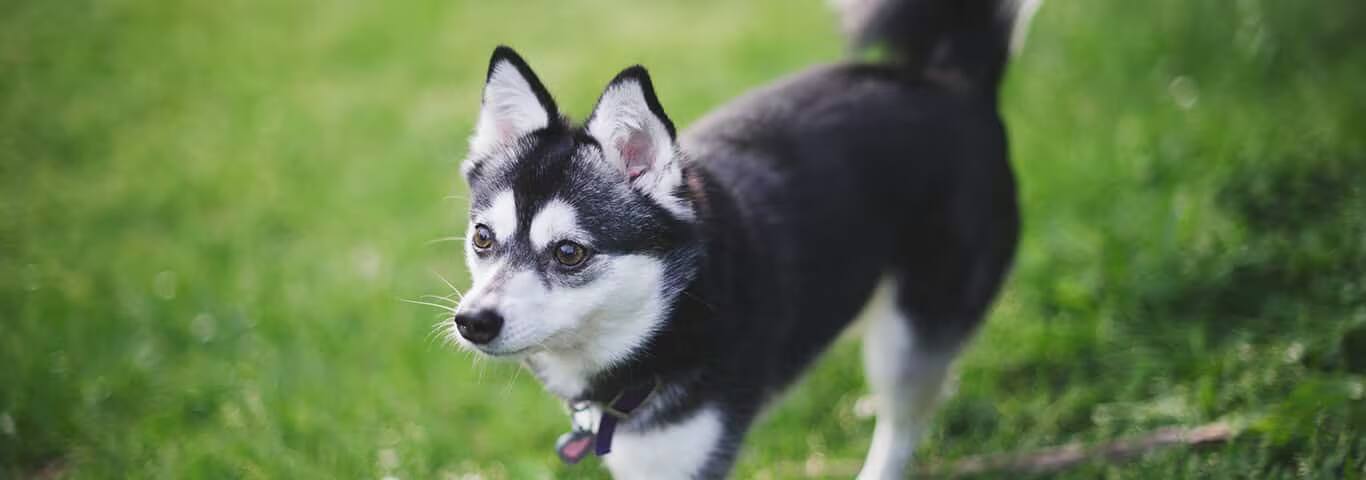 Fotografía de un perro Klee Kai de Alaska