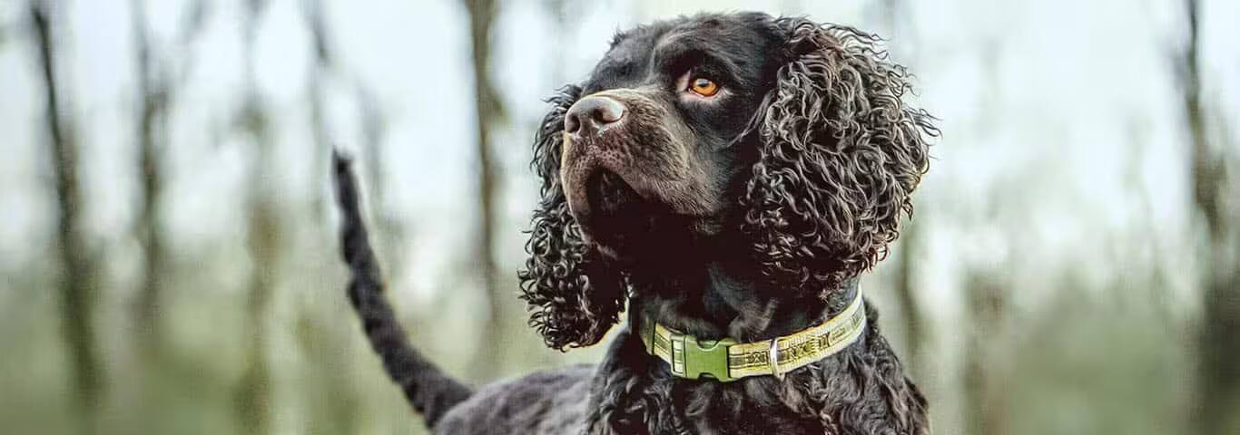Fotografía de un perro Spaniel de agua americano