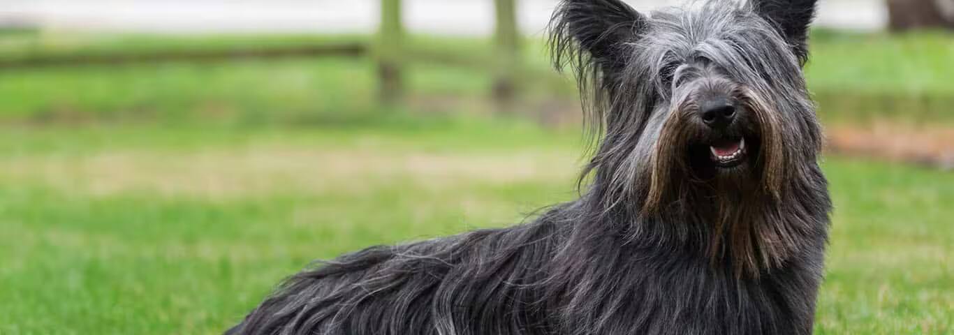 Fotografía de un perro Skye Terrier
