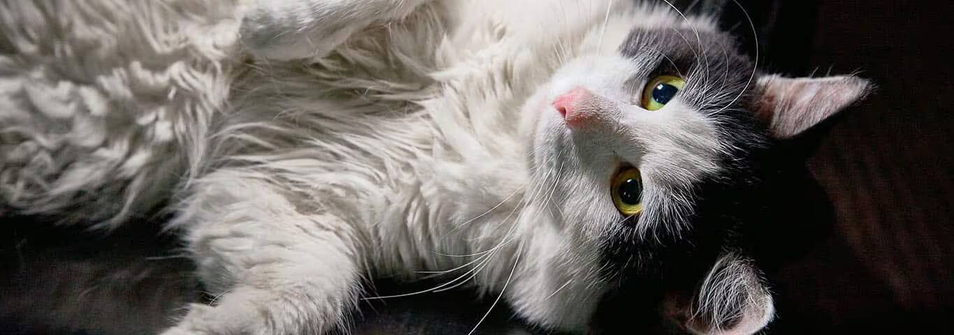 Fotografía de un gato ragamuffin