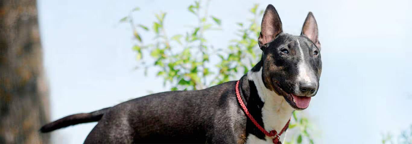 Fotografía de un perro Bull Terrier