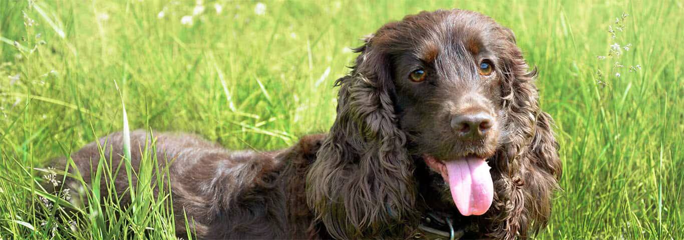 Fotografía de un perro de raza Field Spaniel
