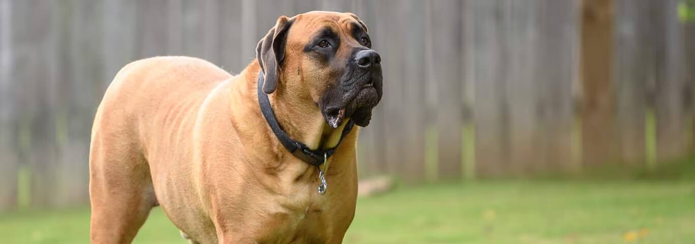Foto de un perro mastín