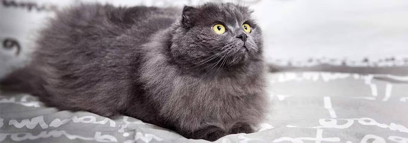 Fotografía de un gato Highland Fold