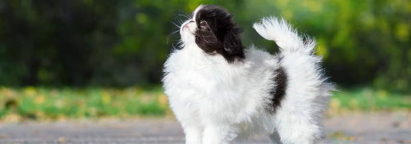 Fotografía de un perro Chin japonés