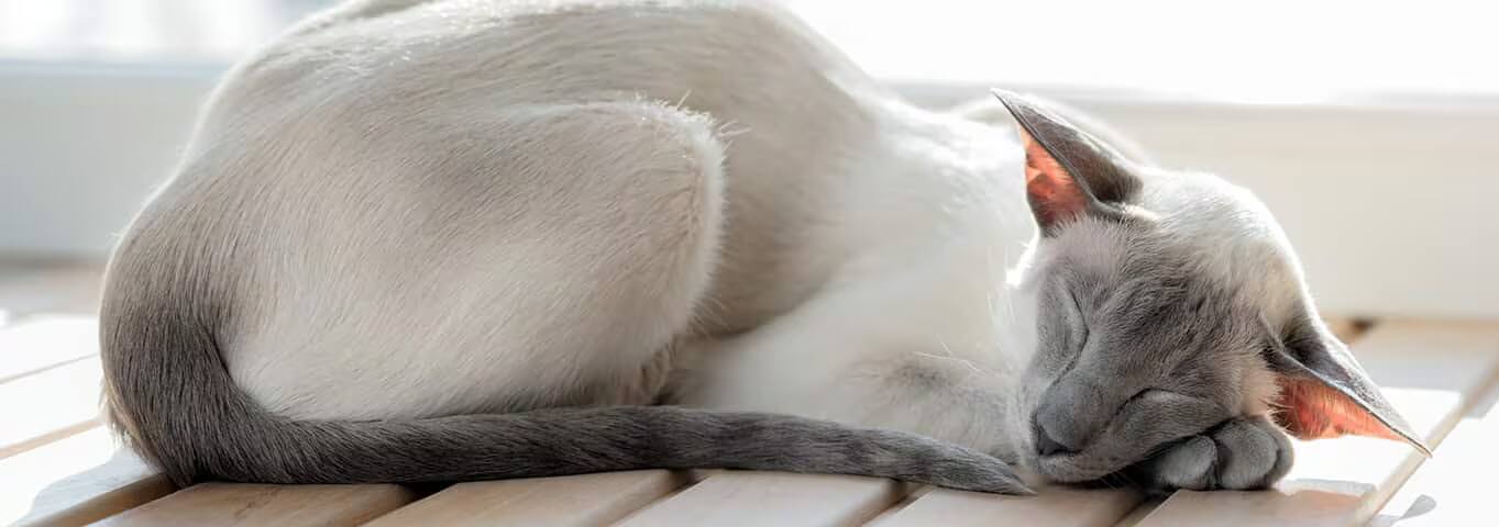 Fotografía de un gato oriental