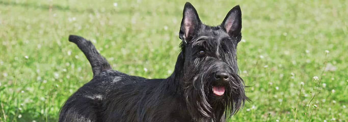 Foto de un perro terrier escocés