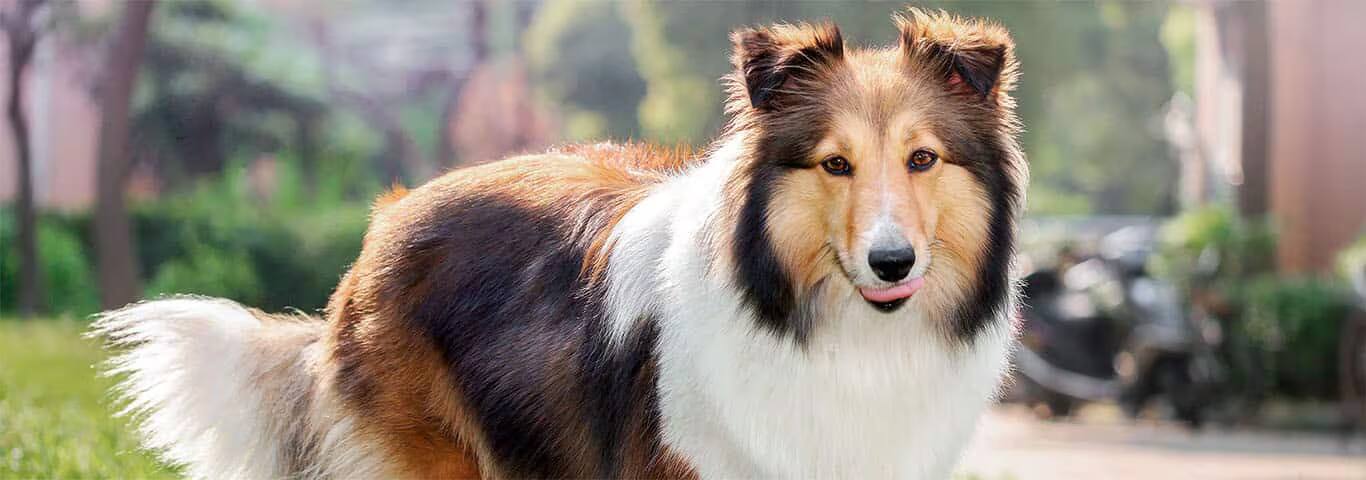 Foto de un perro pastor de Shetland