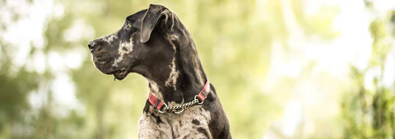 Fotografía de un perro gran danés