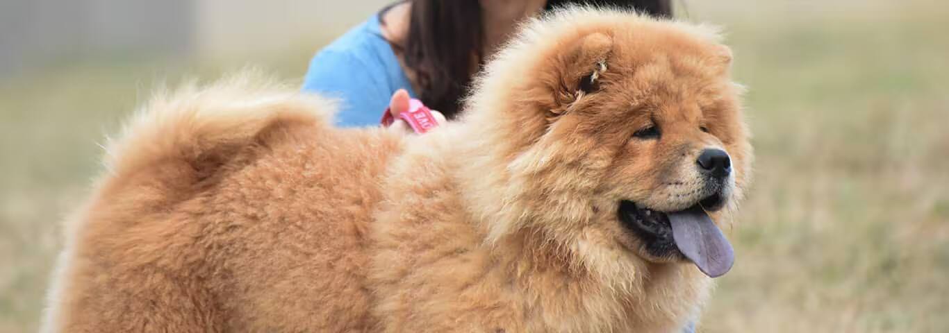 Fotografía de un perro Chow Chow
