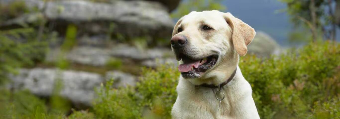 Fotografía de un perro labrador retriever