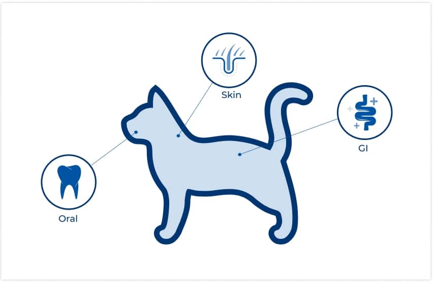 locación de microbiomas en el gato