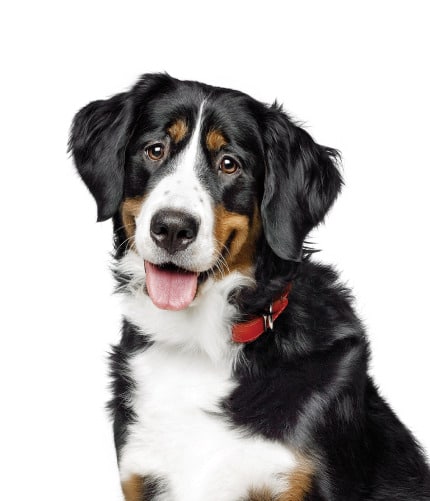 Perro
