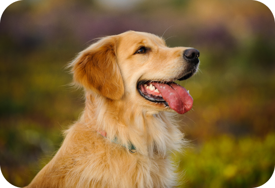 Razas medianas 25-55 kg