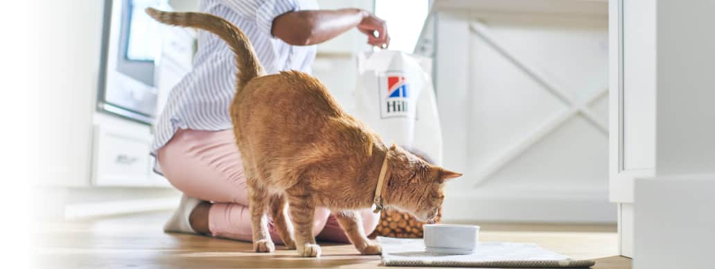 Comida para gatos 