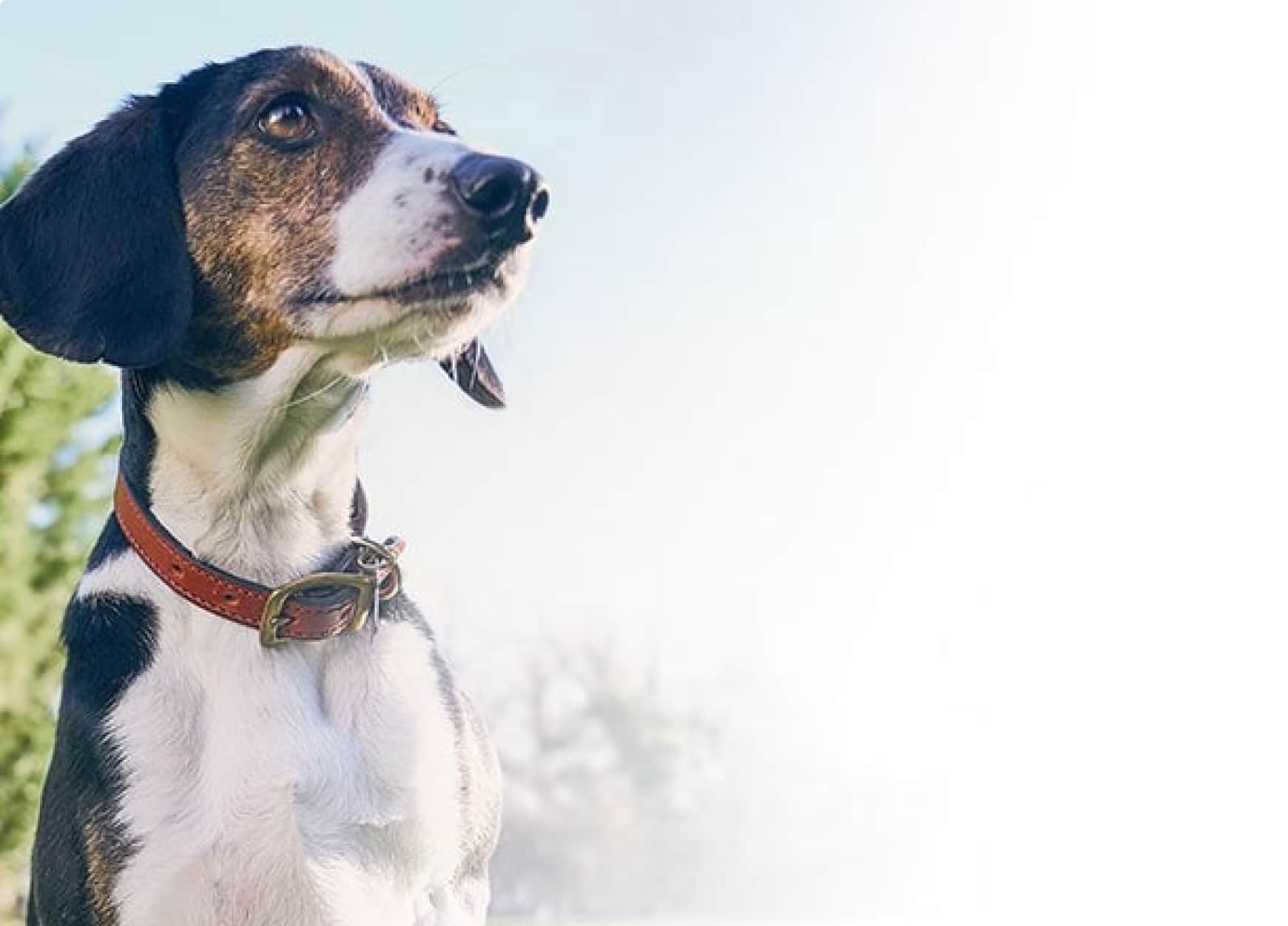 Necesidades nutricionales del perro mayor